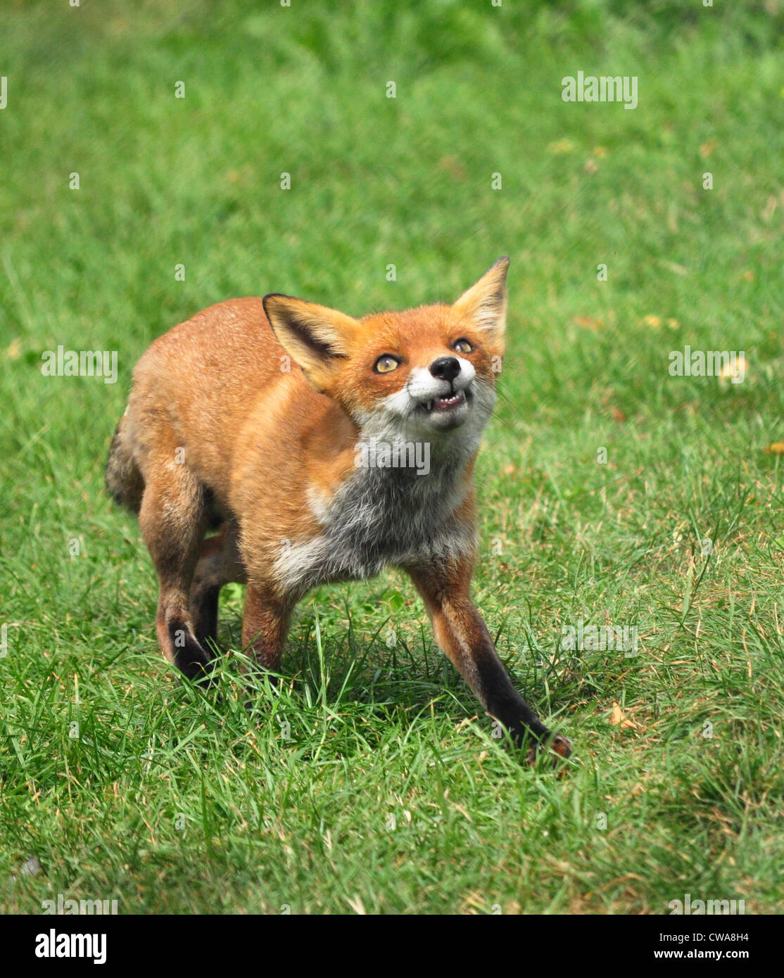 Fox attack hi-res stock photography and images - Alamy