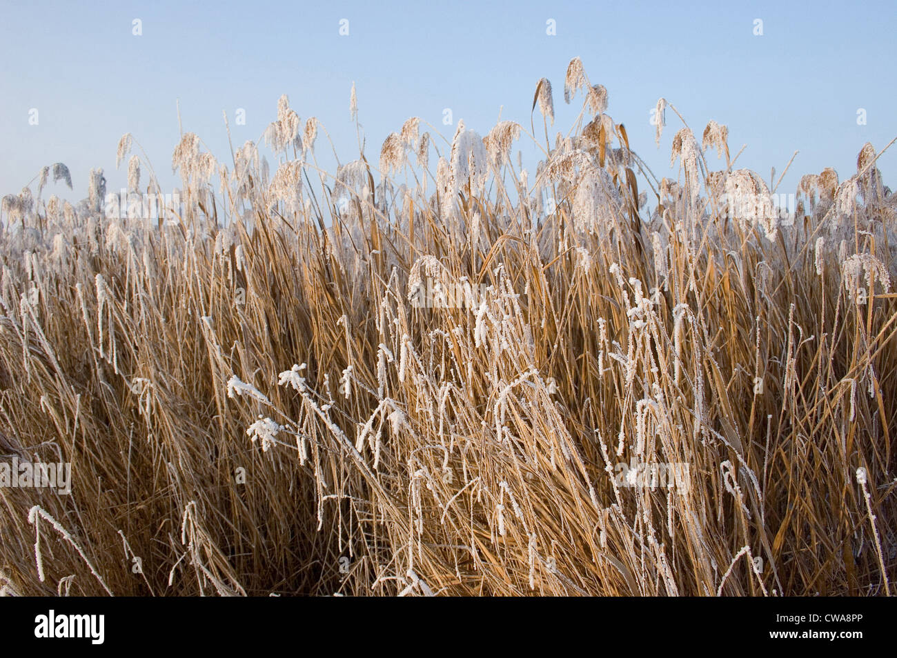 Bad Buchau, frozen reeds on Federsee Stock Photo - Alamy
