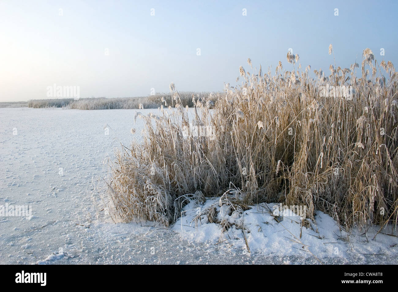 Frozen Reeds Bad Buchau, frozen reeds on Federsee Stock Photo - Alamy