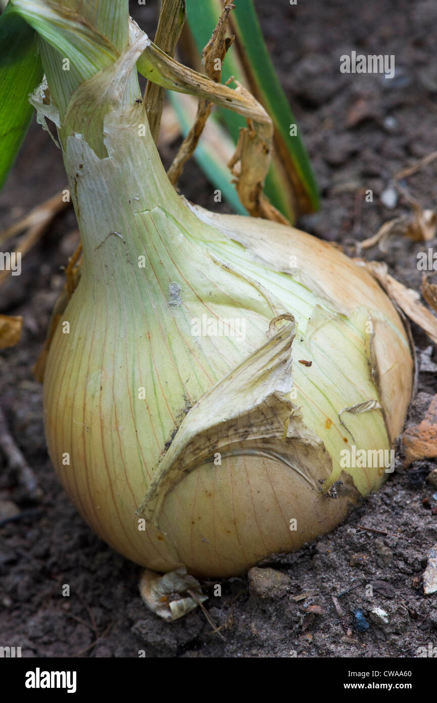 Allium cepa. Kelsea onion in a vegetable patch. Stock Photo