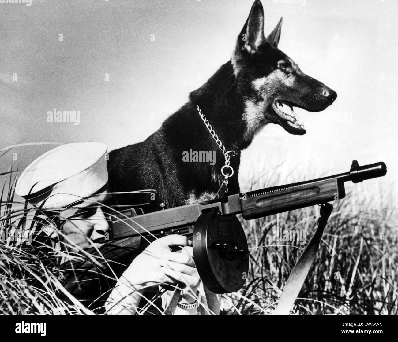 A trained german shepherd sitting watch for a Coast Guardsman, circa 1942. Courtesy: CSU Archives/Everett Collection Stock Photo