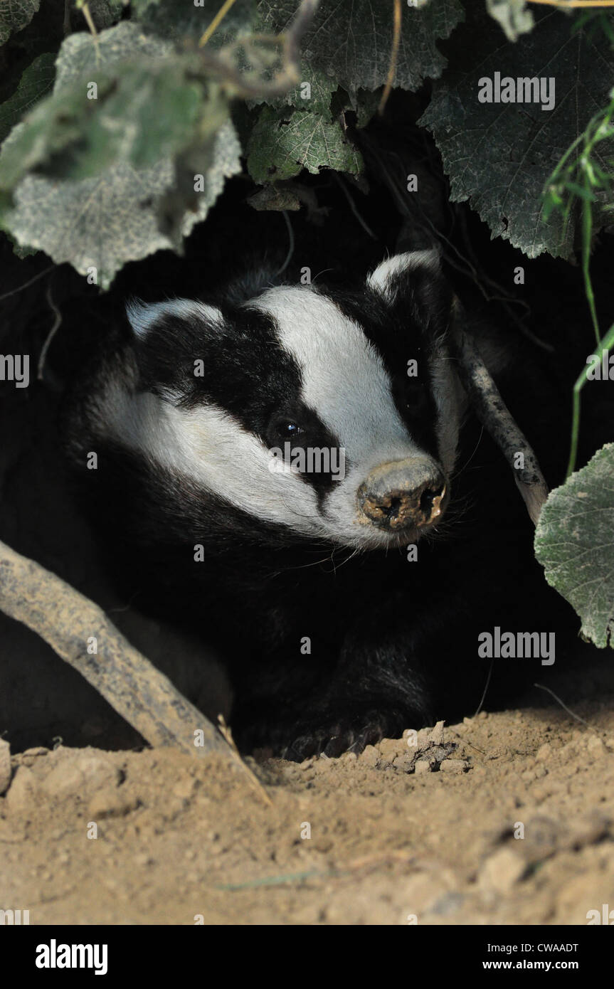 Badger in the hole hires stock photography and images Alamy