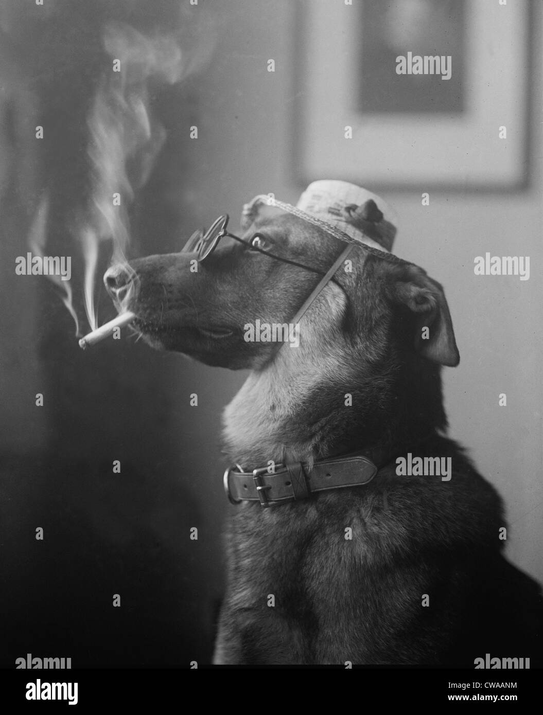Humorous photo of a dog smoking a cigarette in 1923. Before the health hazards were known