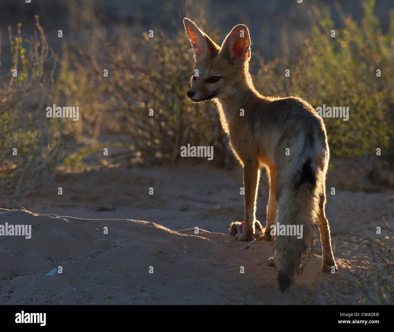 Cape Fox with rat, Kgalagadi Transfrontier Park, Africa Stock Photo