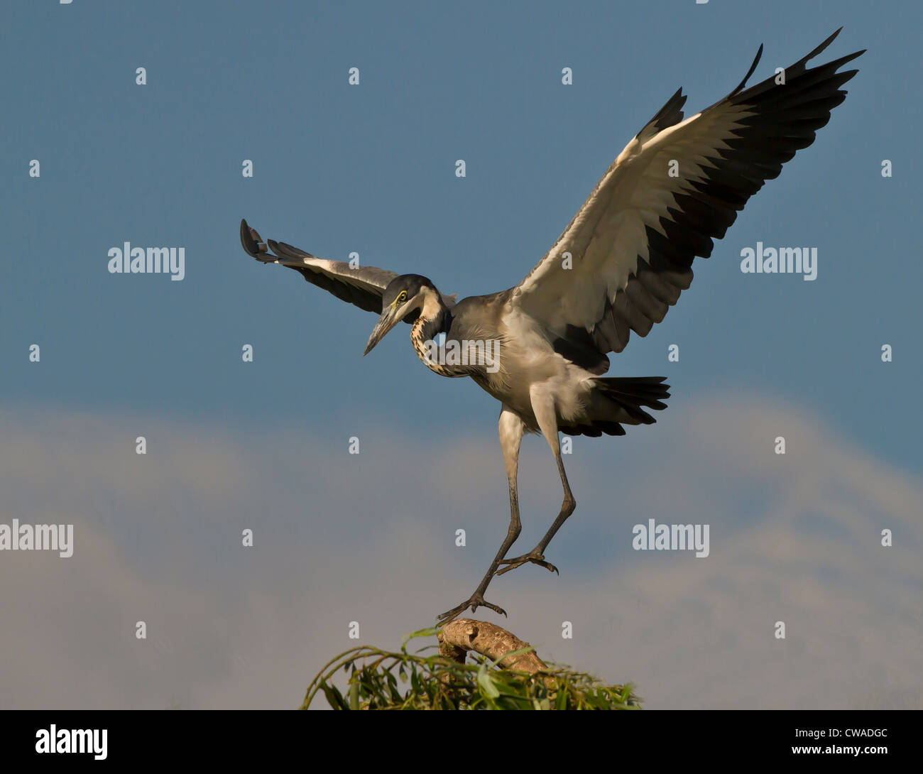 Black-headed Heron, Lonehill Dam, Johannesburg, South Africa Stock Photo