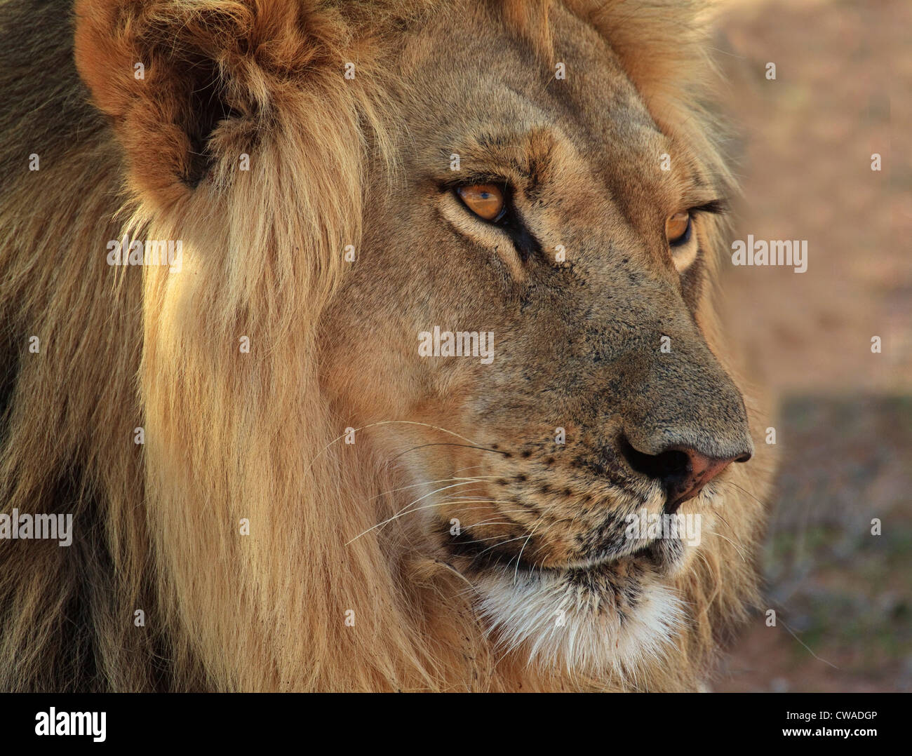 Lion portrait, Kgalagadi Transfrontier Park, Africa Stock Photo