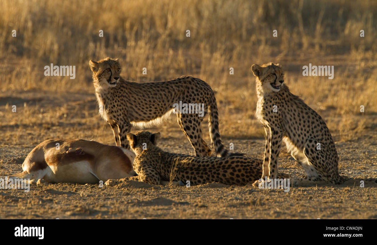Cheetahs keeping watch over kill, Kgalagadi Transfrontier Park, Africa Stock Photo