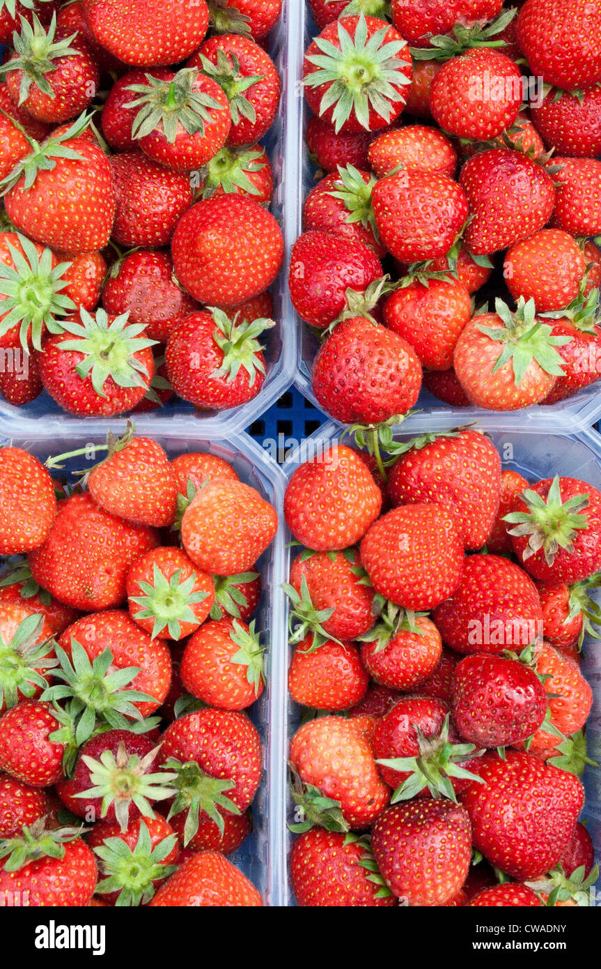 Strawberries in containers Stock Photo Alamy