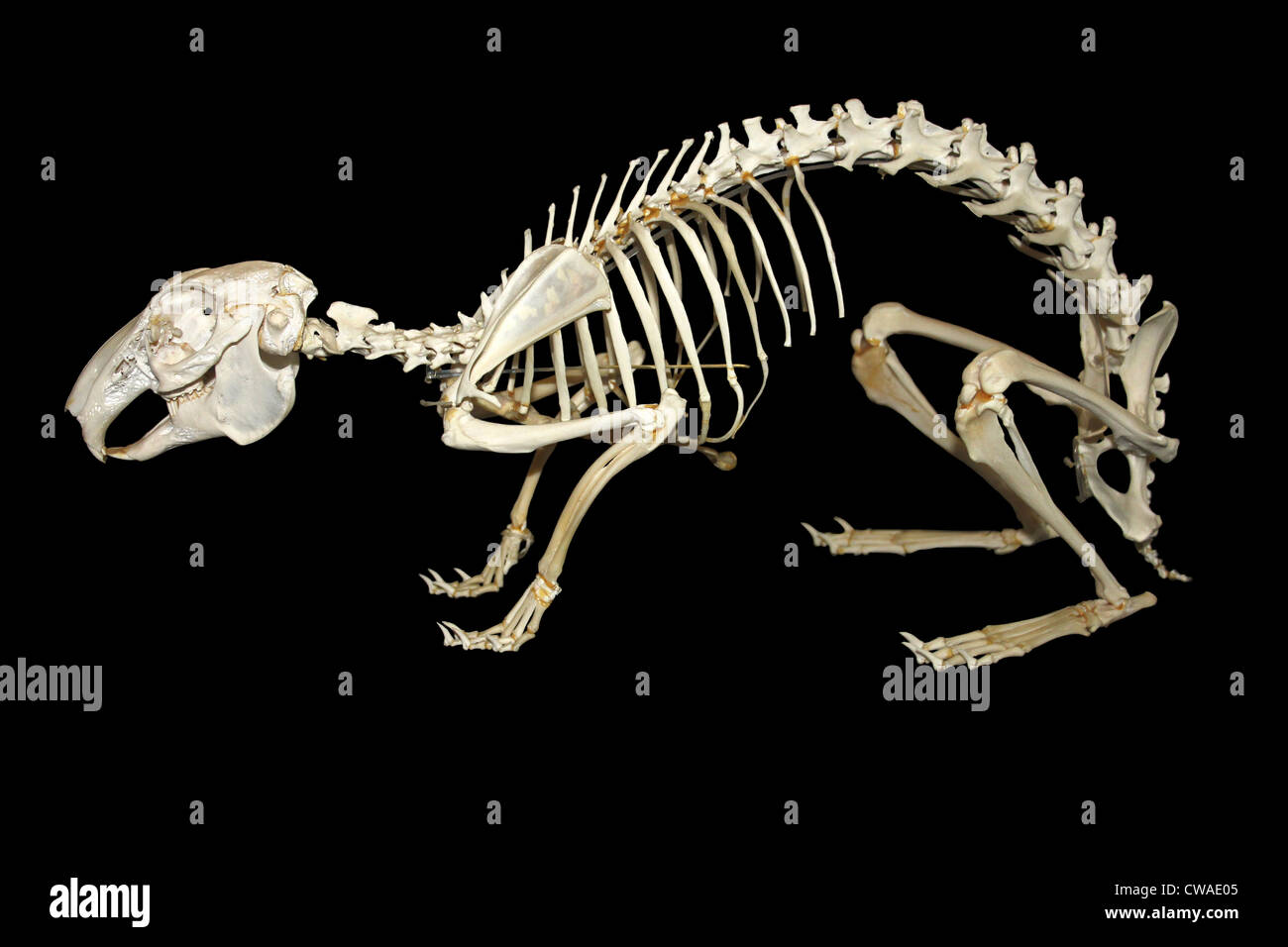 Skeleton Of A European Brown Hare Lepus europaeus Stock Photo