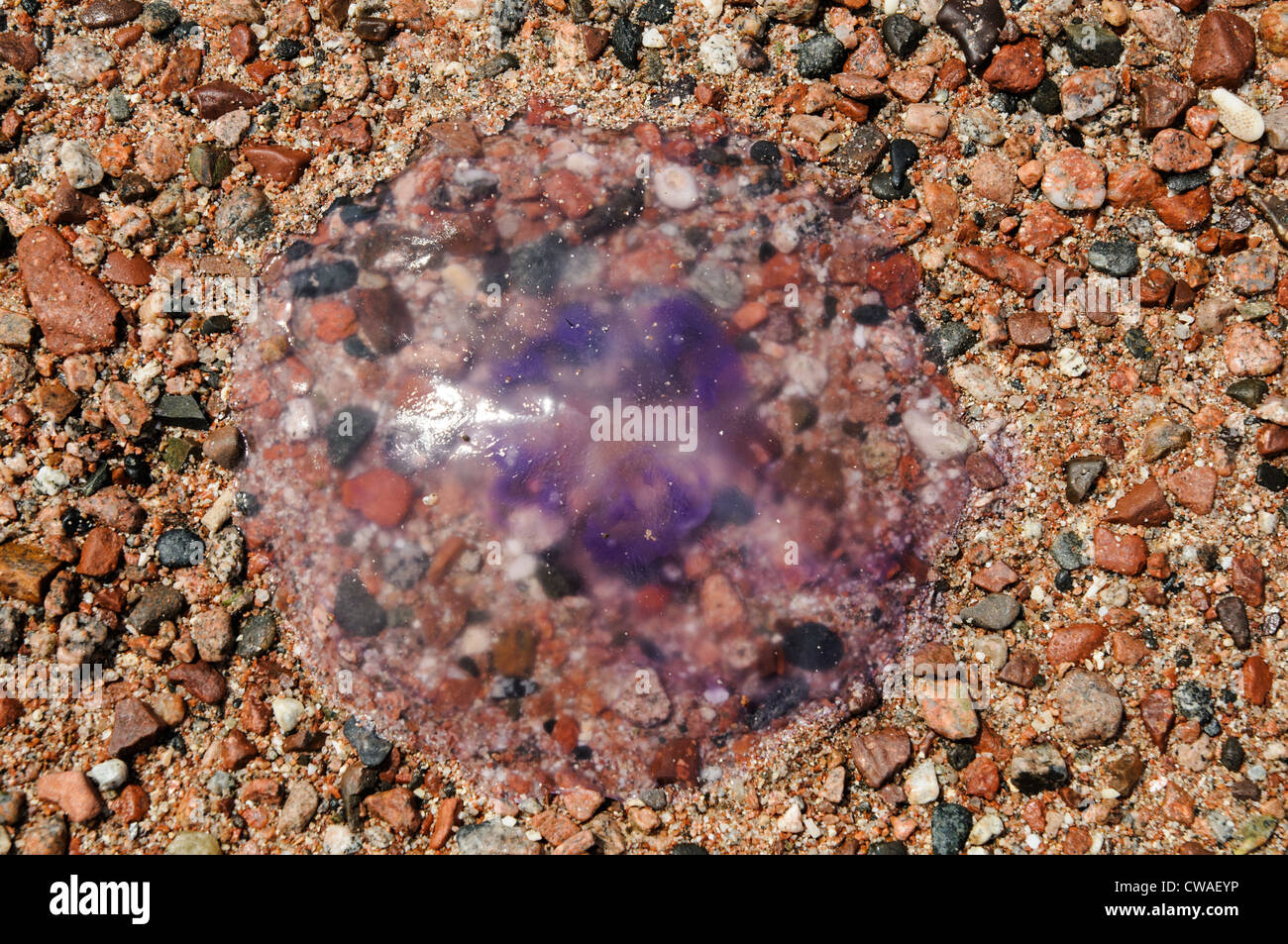 dead jellyfish on the beach of Red sea Stock Photo