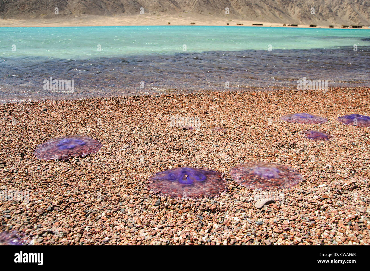 dead jellyfish on the beach of Red sea Stock Photo