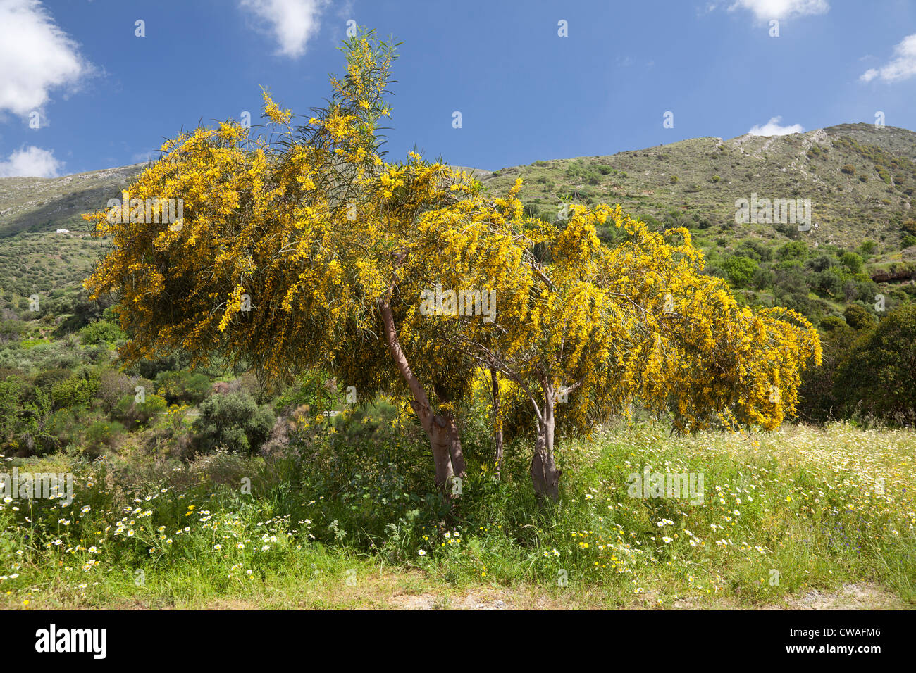 Yellow flowering bush near the entrance of Richtis Gorge, Crete, Greece ...