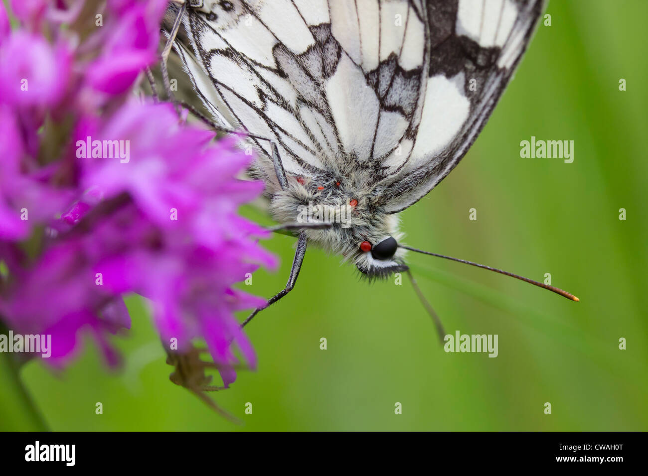 Parasitic mites on marbled white butterfly (Melanargia galathea). Surrey, UK. Stock Photo