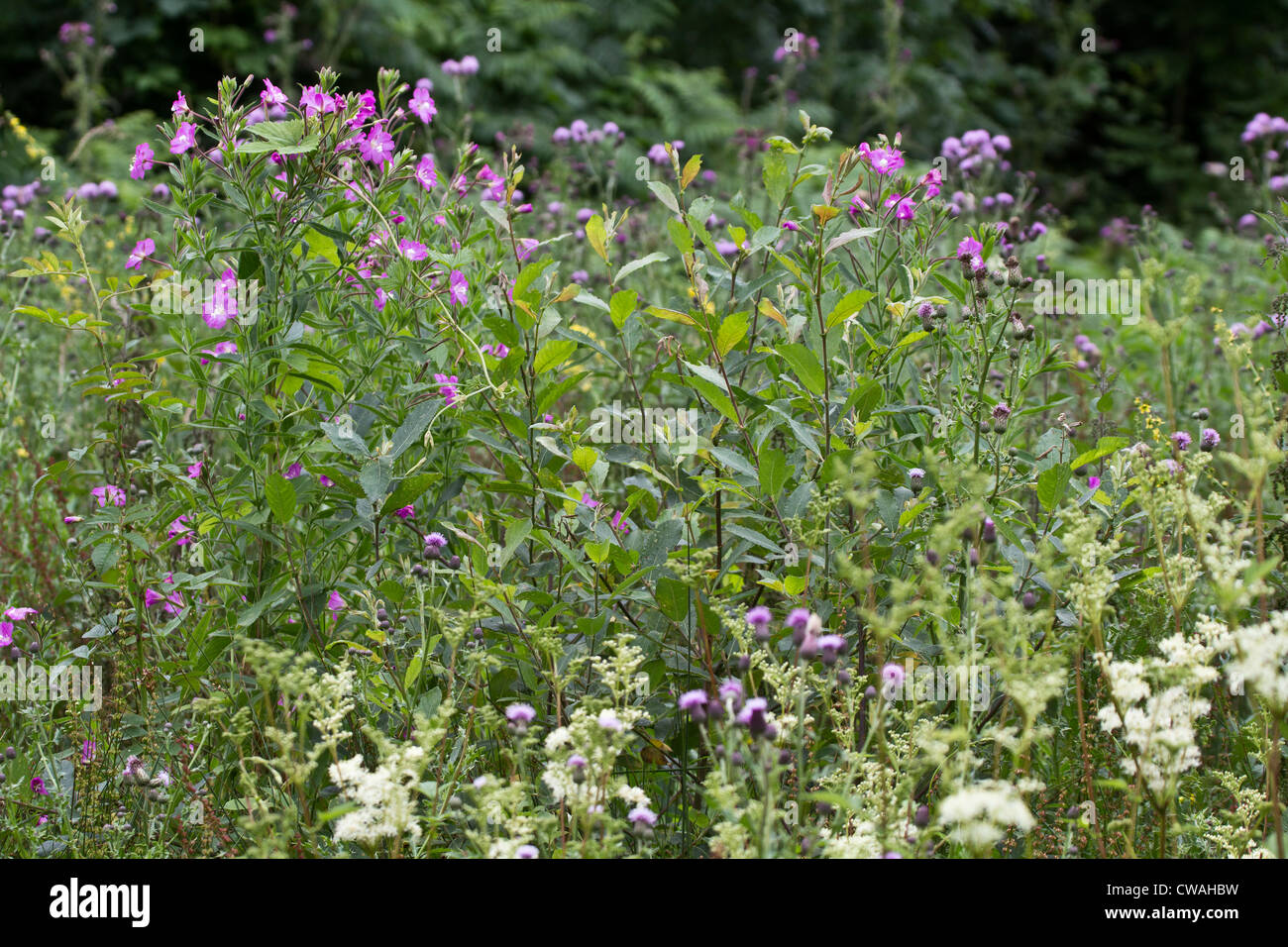 Wildflowers growing in water meadow. Surrey, UK Stock Photo Alamy