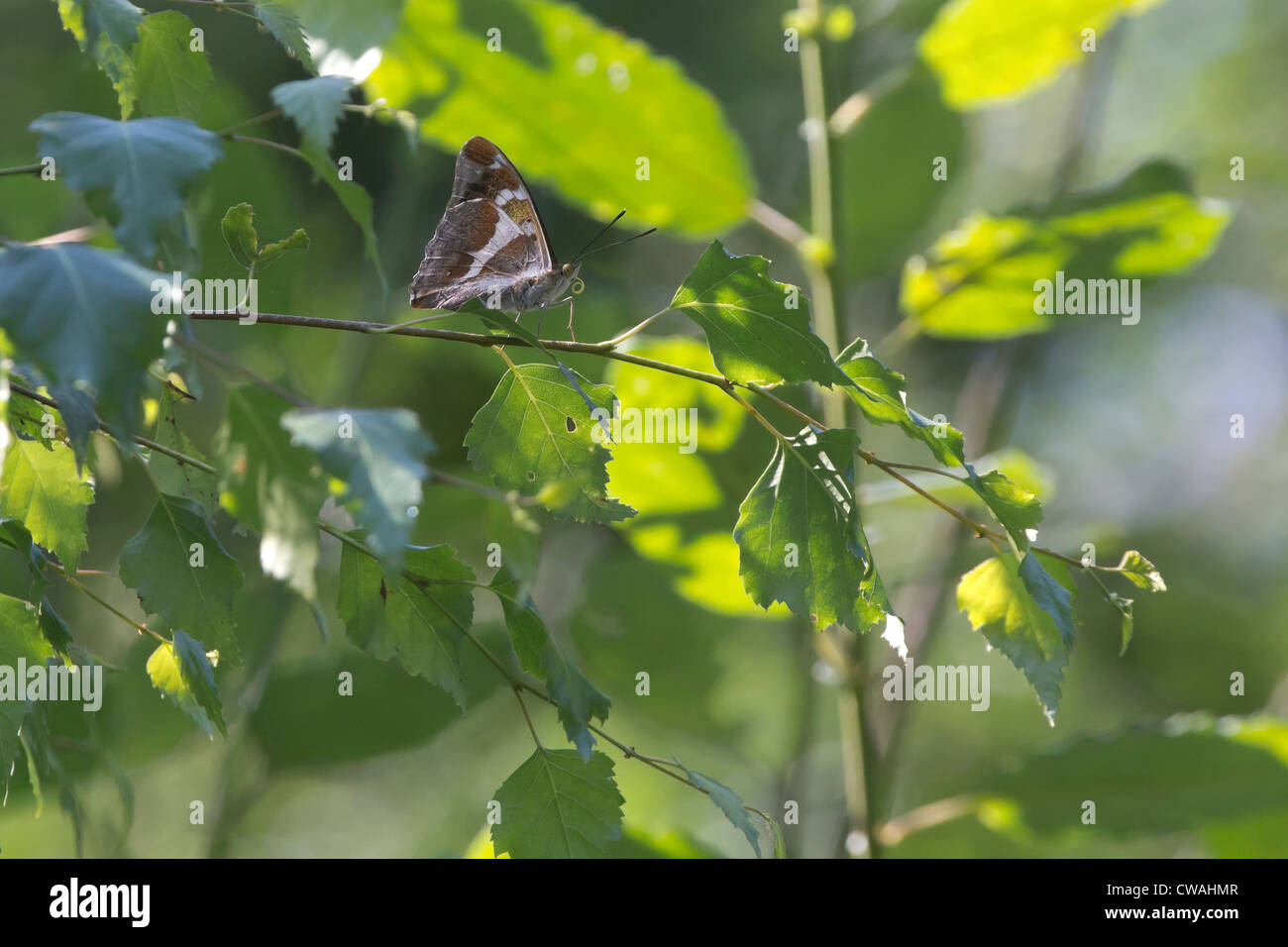 Purple emperor butterfly (Apatura iris) resting in hazel tree. Bookham Common, Surrey, UK. Stock Photo