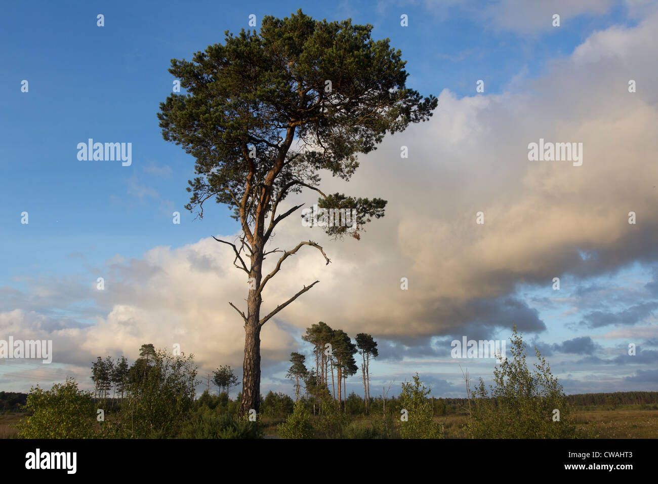 Pine tree surrounded by wet heathland habitat. Thursley Common, Surrey, UK. Stock Photo