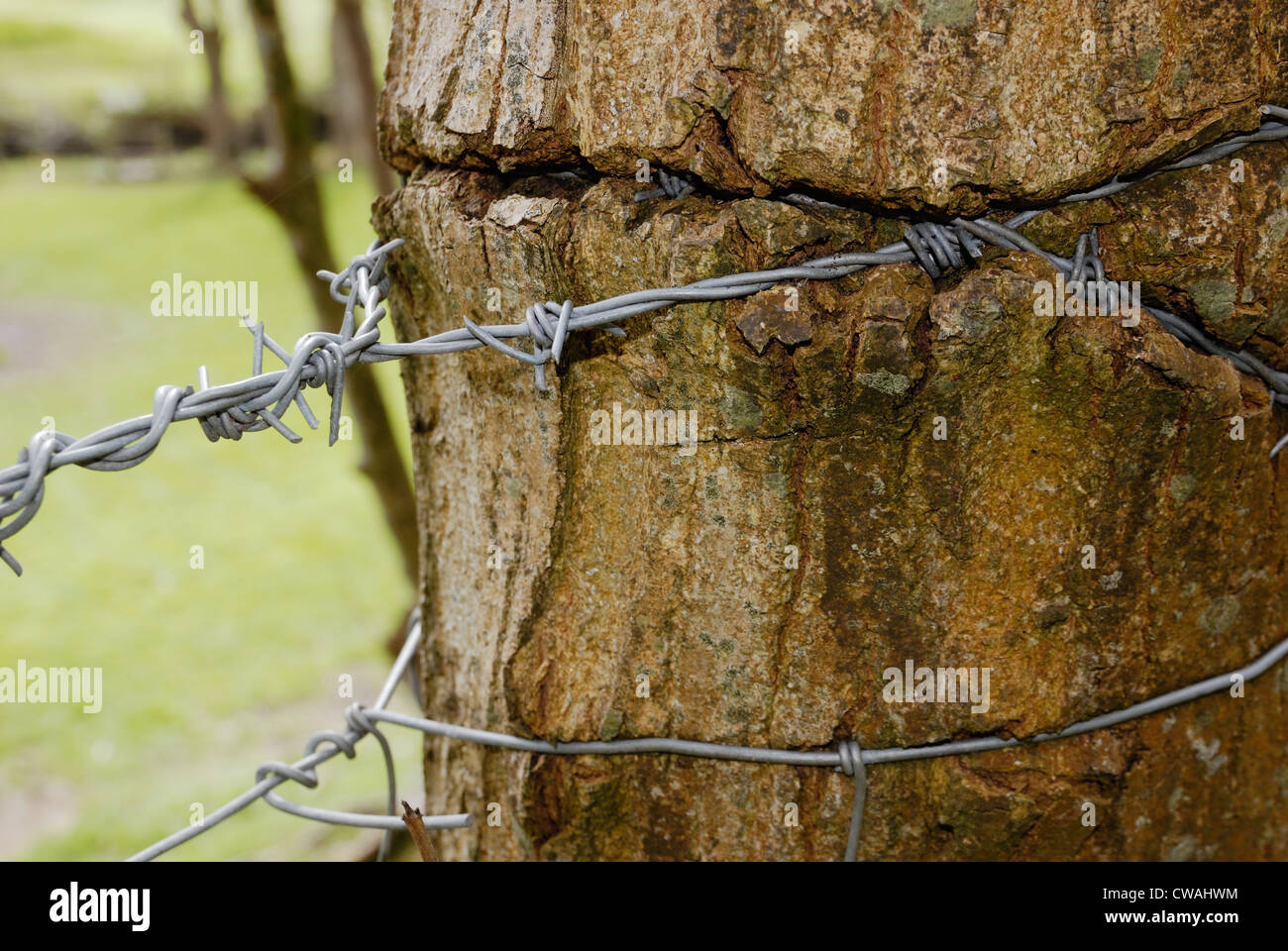 Barbed wire secured to a tree as part of a stock fence, Wales. Stock Photo
