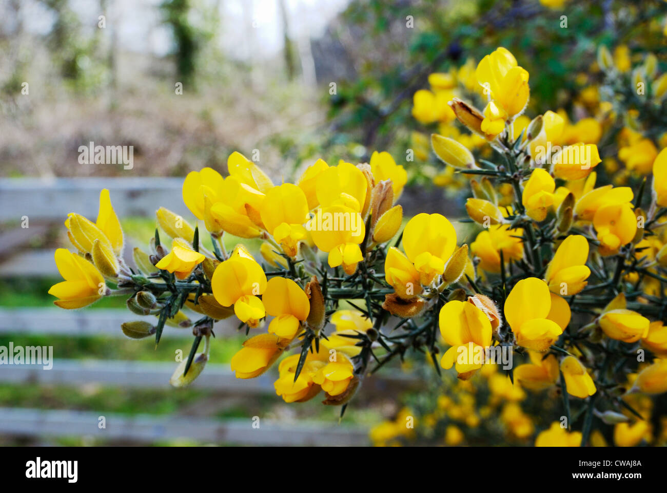 European Gorse. Ulex europea on flower, Wales, UK. Stock Photo