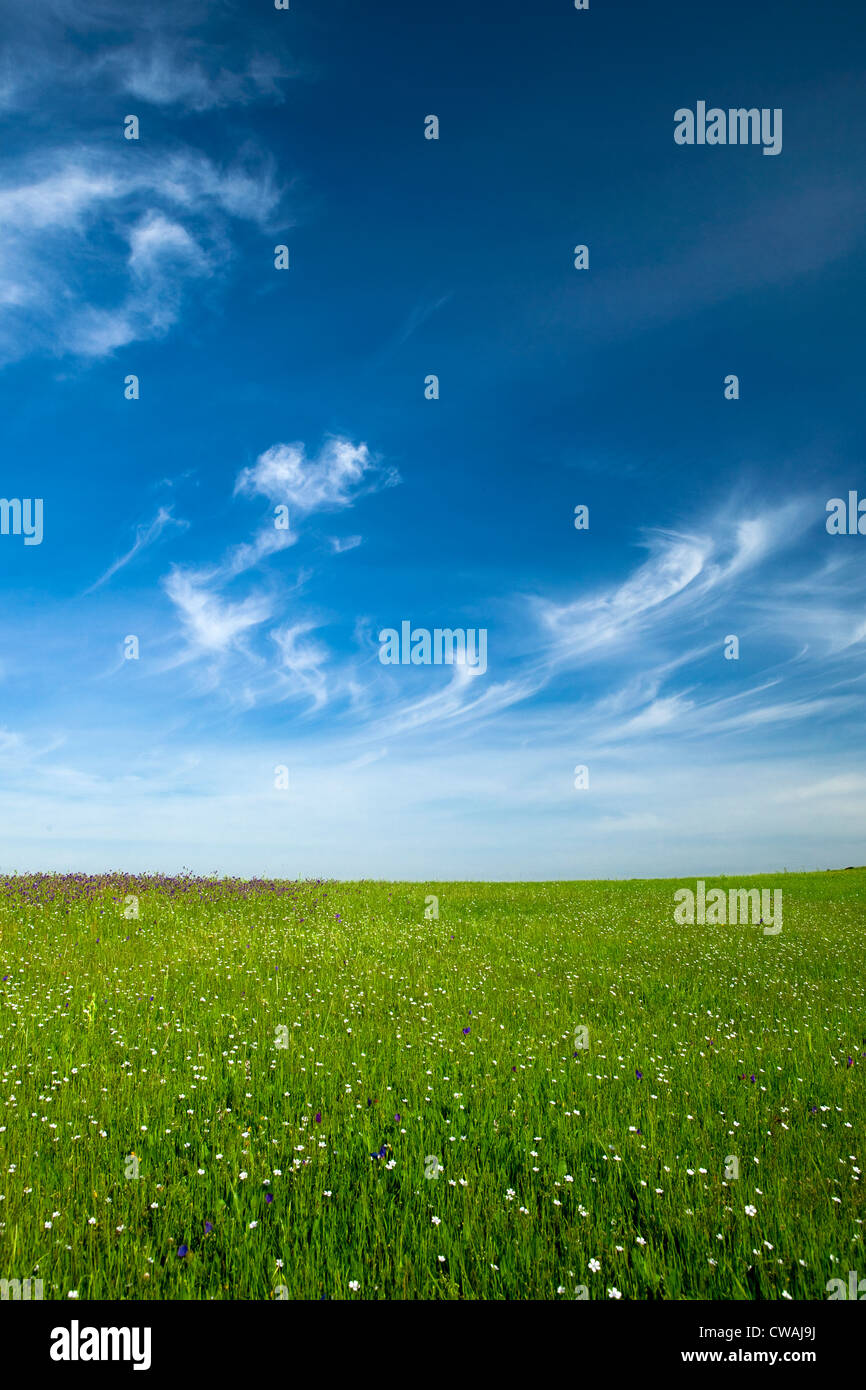 Beautiful green meadow with a great blue sky Stock Photo - Alamy