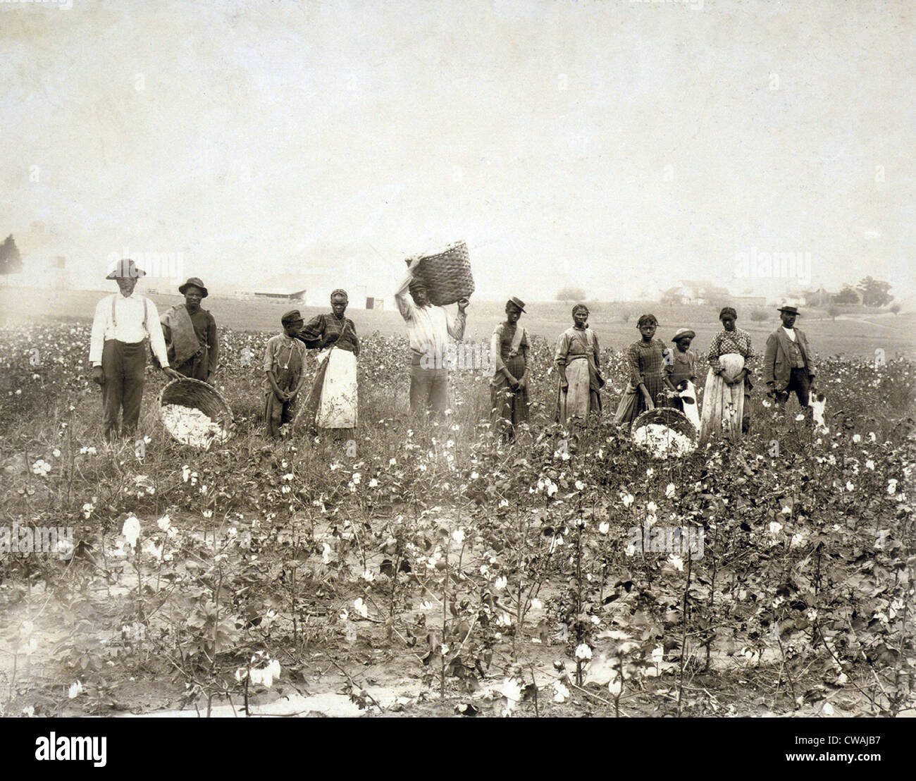 African American men, women, and children, employed as cotton pickers in North Carolina, 1900. Stock Photo