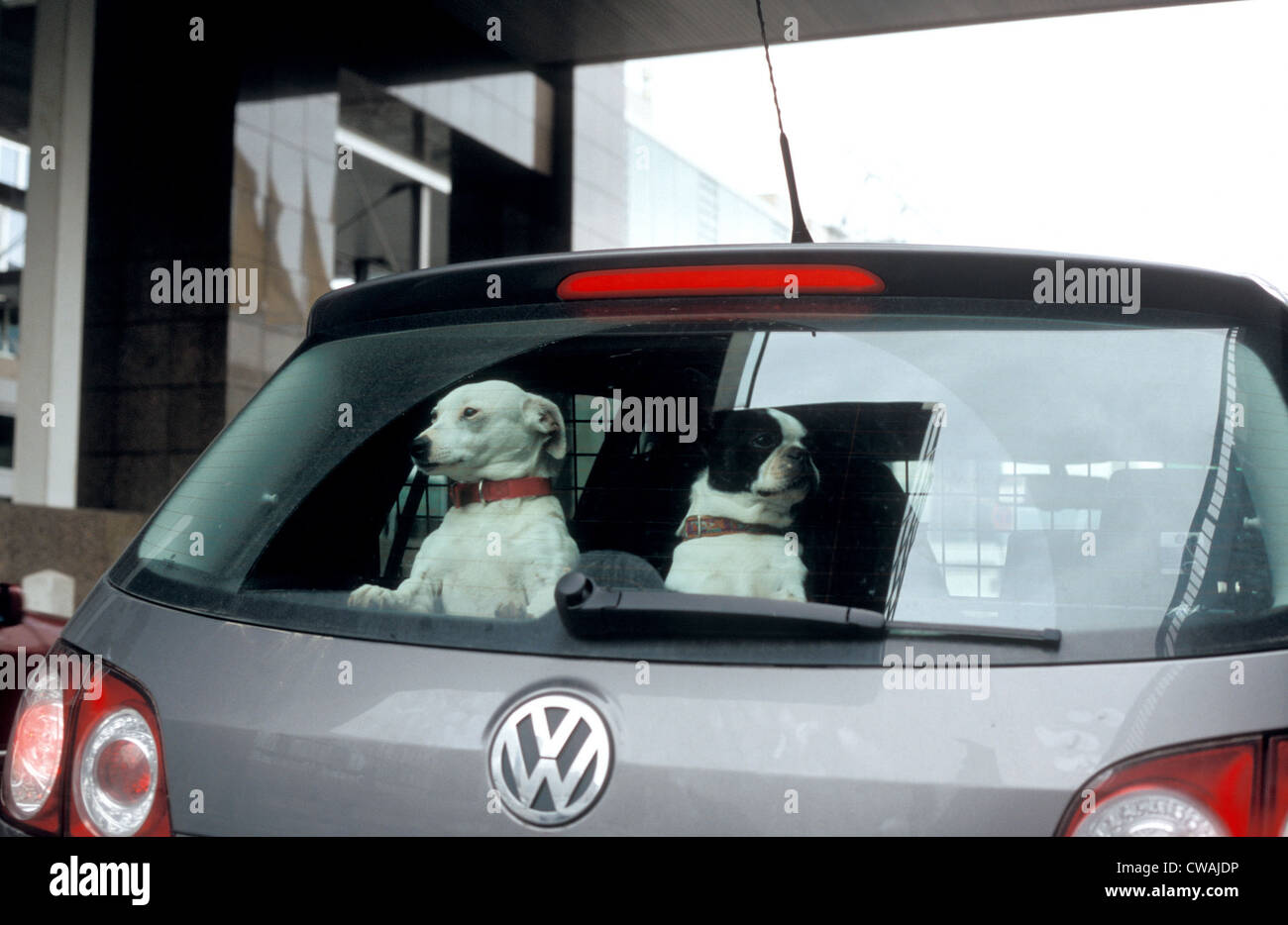 Two small dogs look out from the rear of a car Stock Photo - Alamy