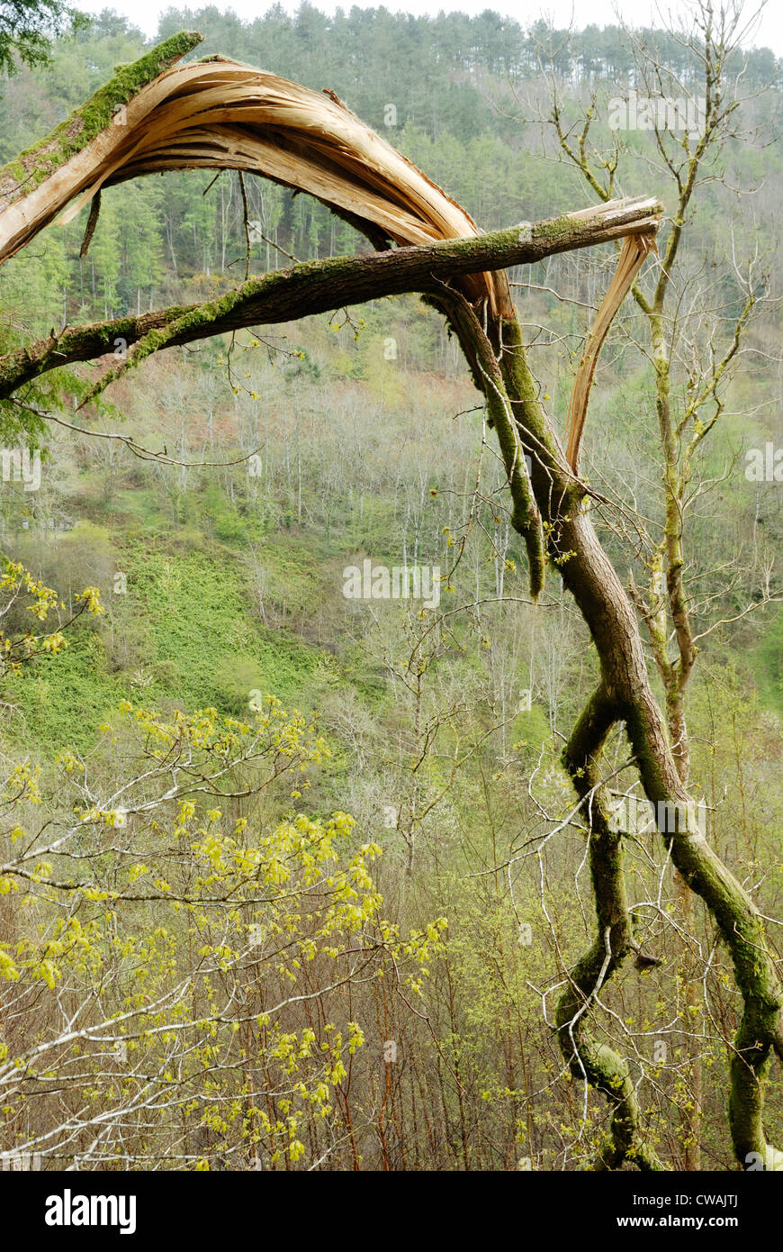 Broken Oak tree branch, Wales. Stock Photo