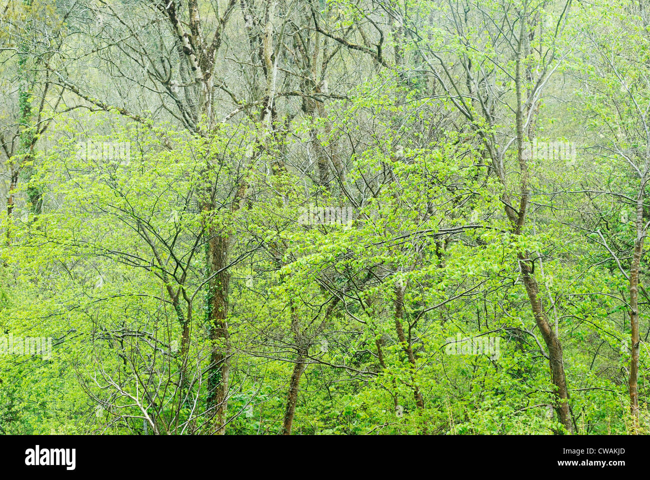 Broadleaved Woodland High Resolution Stock Photography and Images - Alamy
