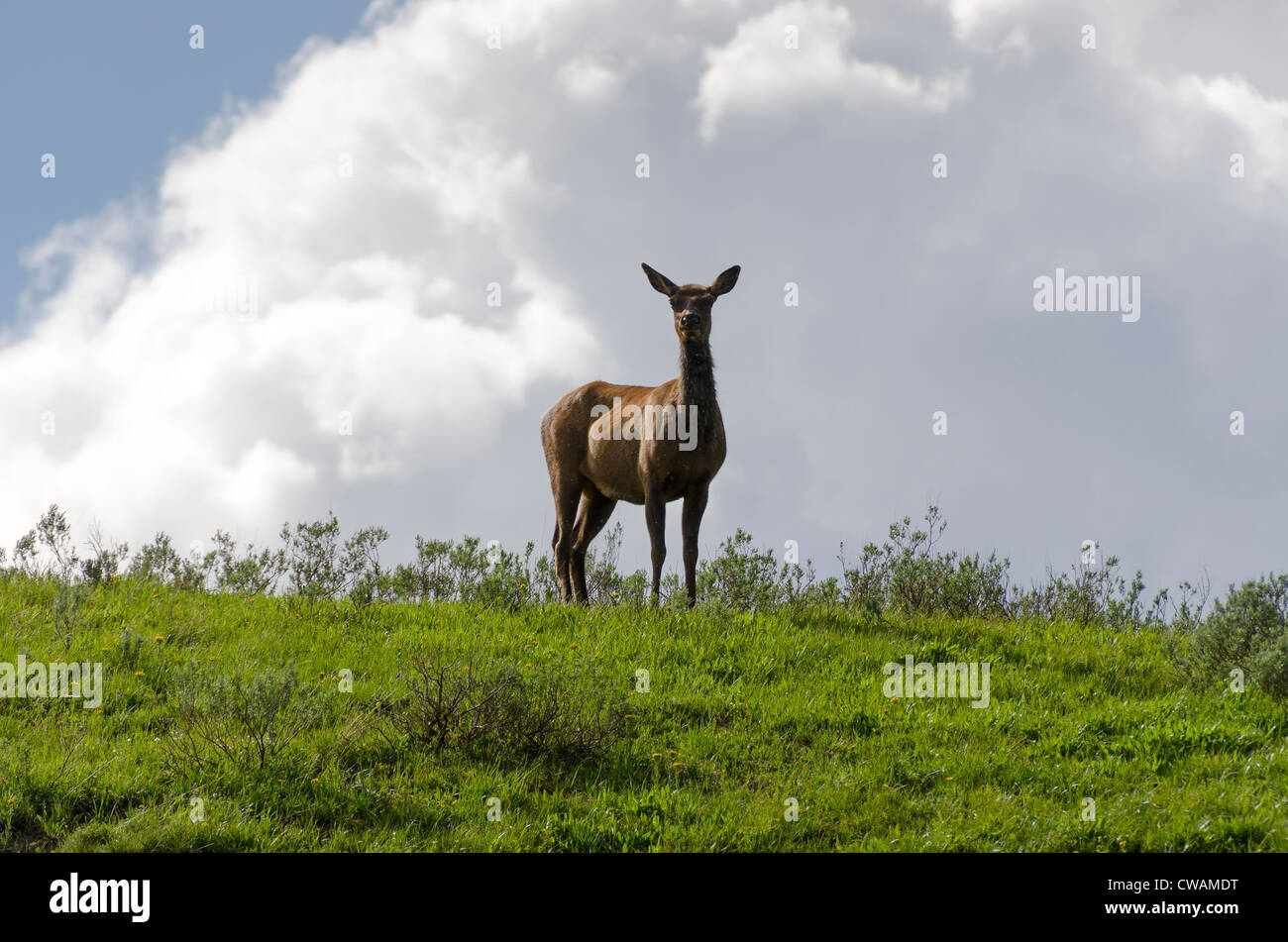 deer on the ridge in Yellowstone National Park in Wyoming in the United ...