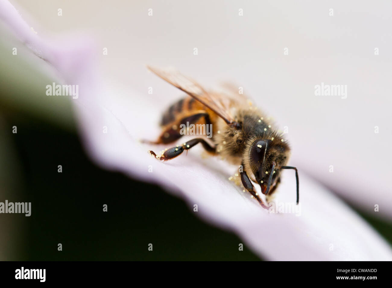Honey Bee (Apis mallifera), Inniswood Metro Garden, Westerville, Ohio