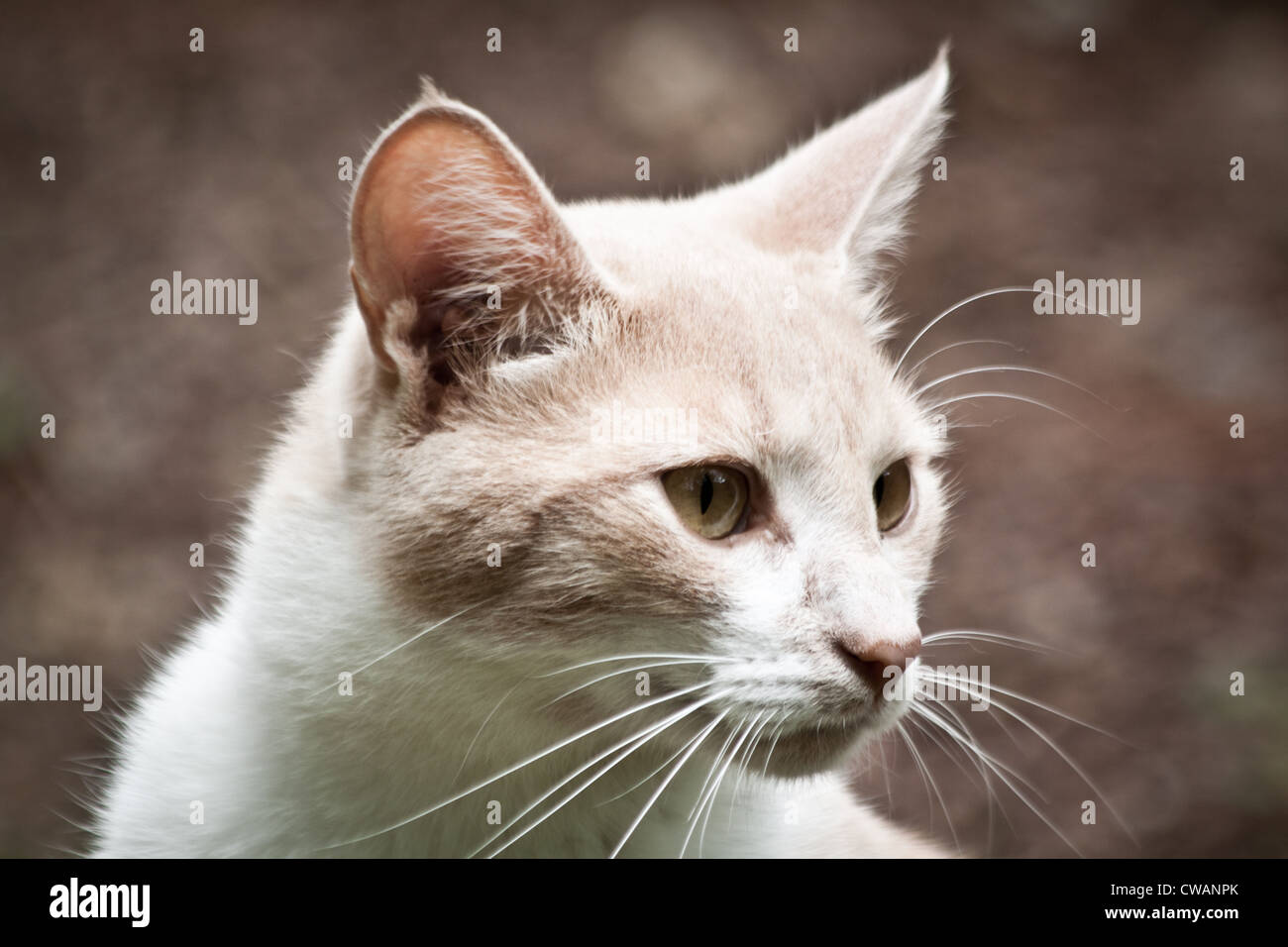 Domestic Cat, Westerville, Ohio Stock Photo Alamy