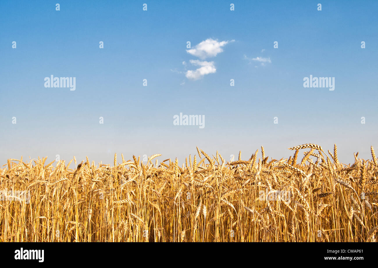 Wheat field Stock Photo