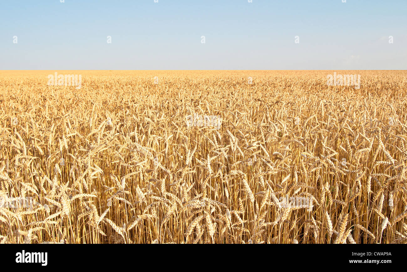 Organic wheat Stock Photo