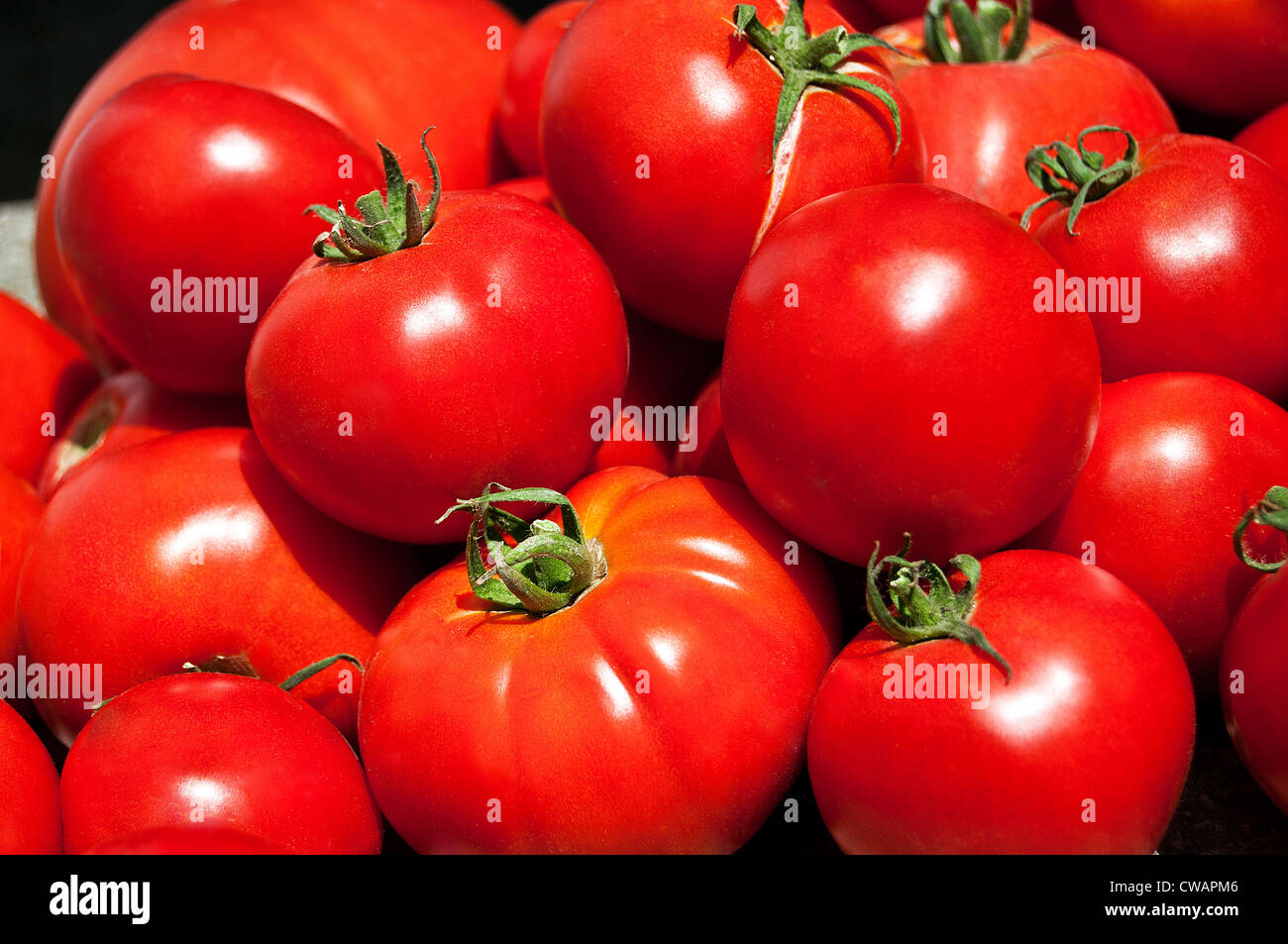 Home gardening production- organic red tomatoes Stock Photo