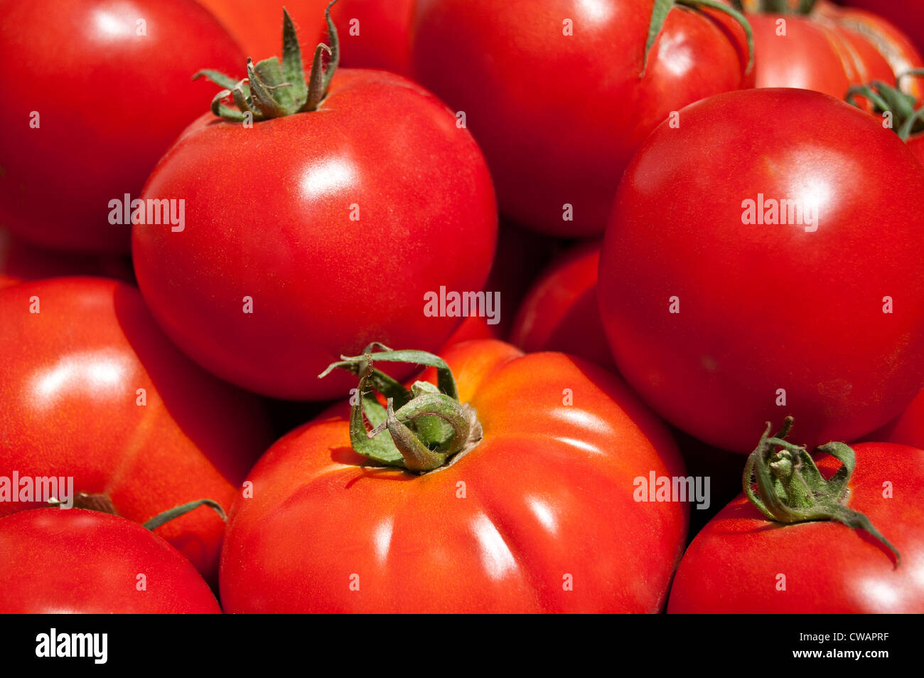 Organic garden tomatoes Stock Photo