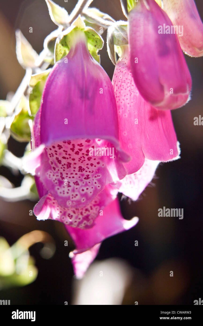 Detail of the common foxglove, digitalis purpurea. Stock Photo