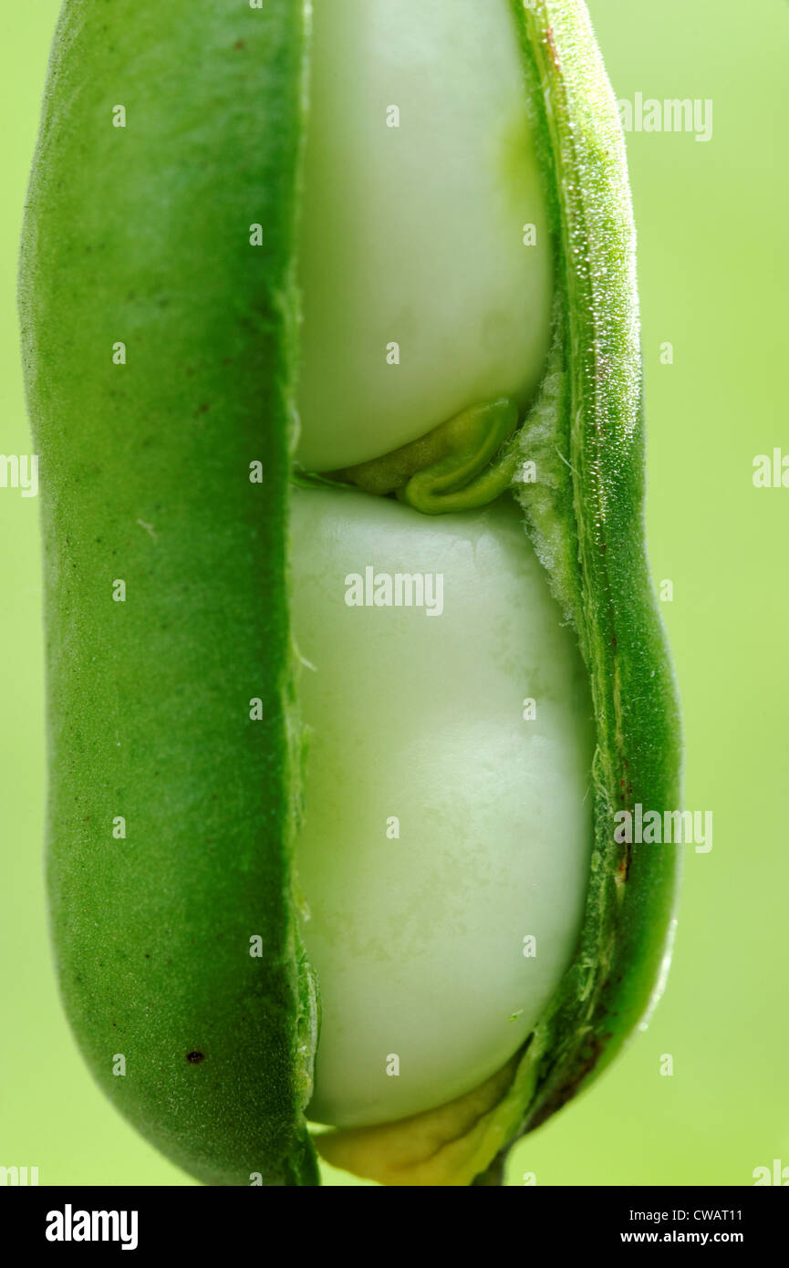 Crop of green bean pods in the garden Stock Photo Alamy