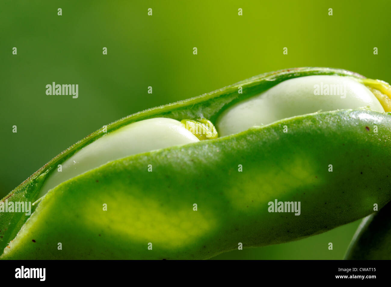 Crop of green bean pods in the garden Stock Photo Alamy
