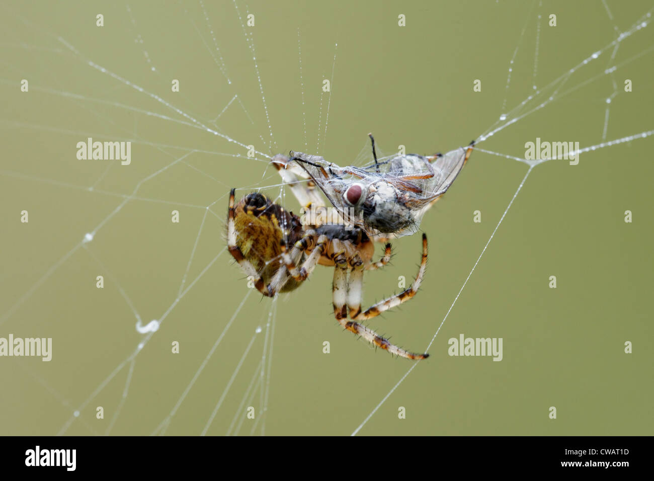 European garden spider (Araneus diadematus) preparing to consume a victim Stock Photo