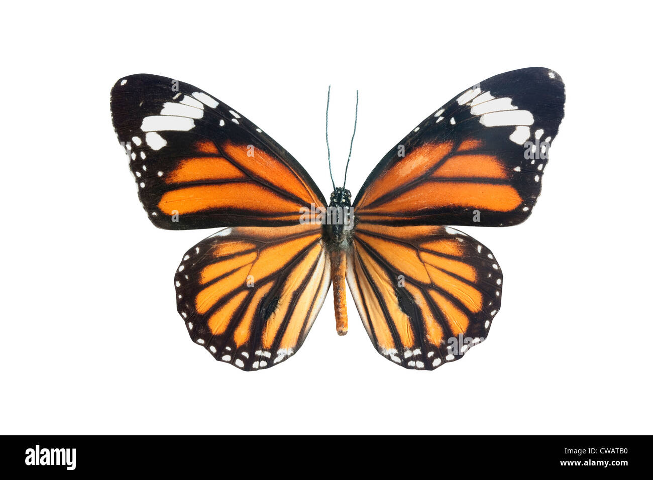 orange black and red butterfly isolated on a white background Stock Photo