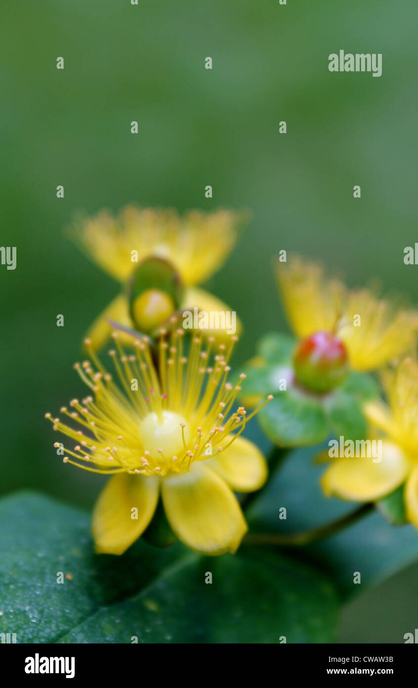 Yellow explosion hi-res stock photography and images - Alamy