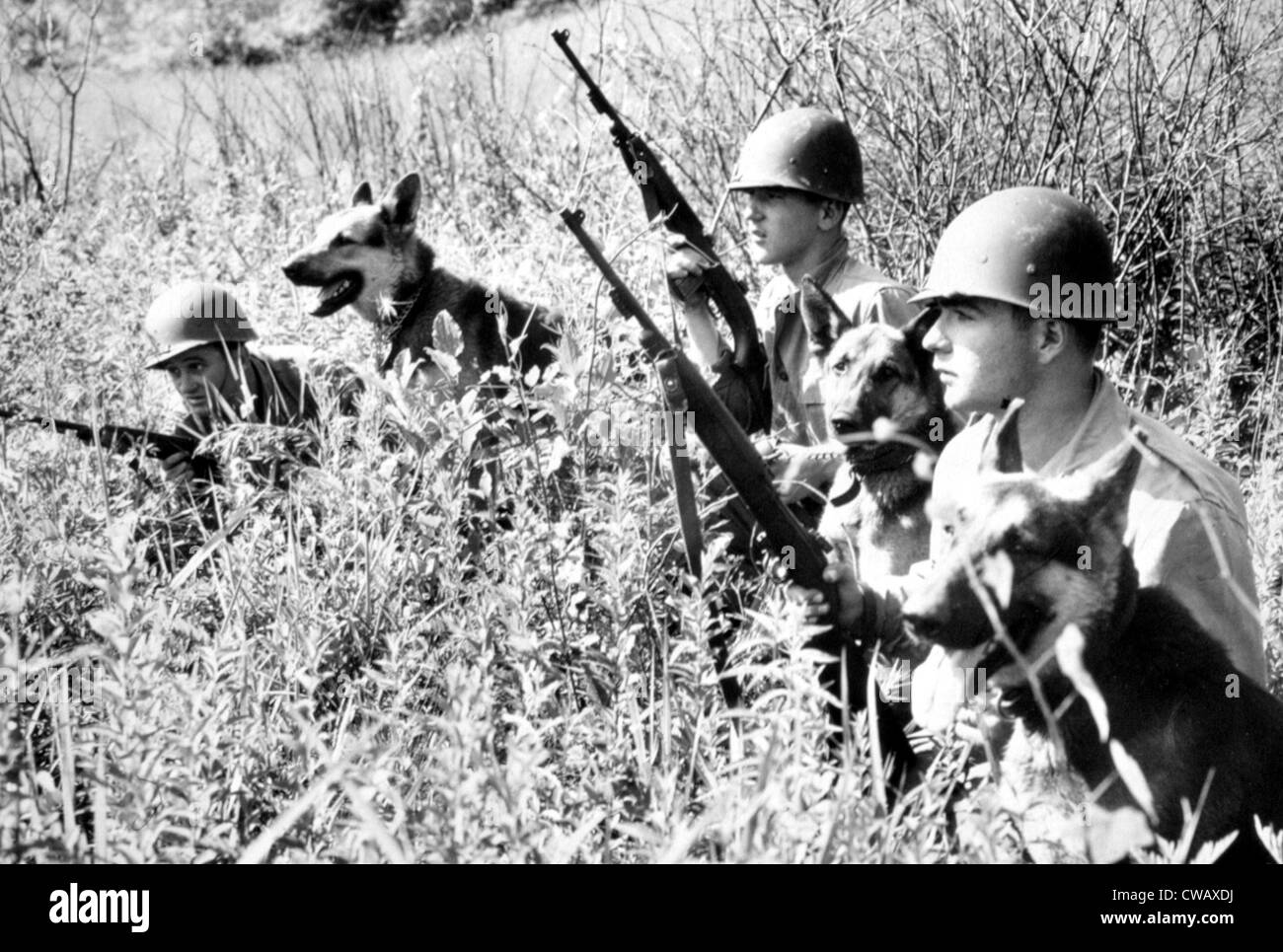 Korean War: Soldiers with dogs from 26th Infantry Scout Dog Platoon, Korea, 06-26-51.. Courtesy: CSU Archives / Everett Stock Photo