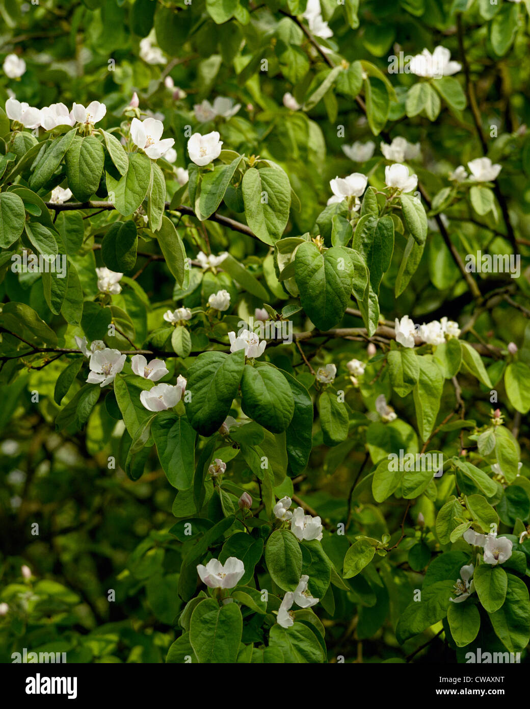 Blossom of quince tree Cydonia oblonga variety Vranja Stock Photo