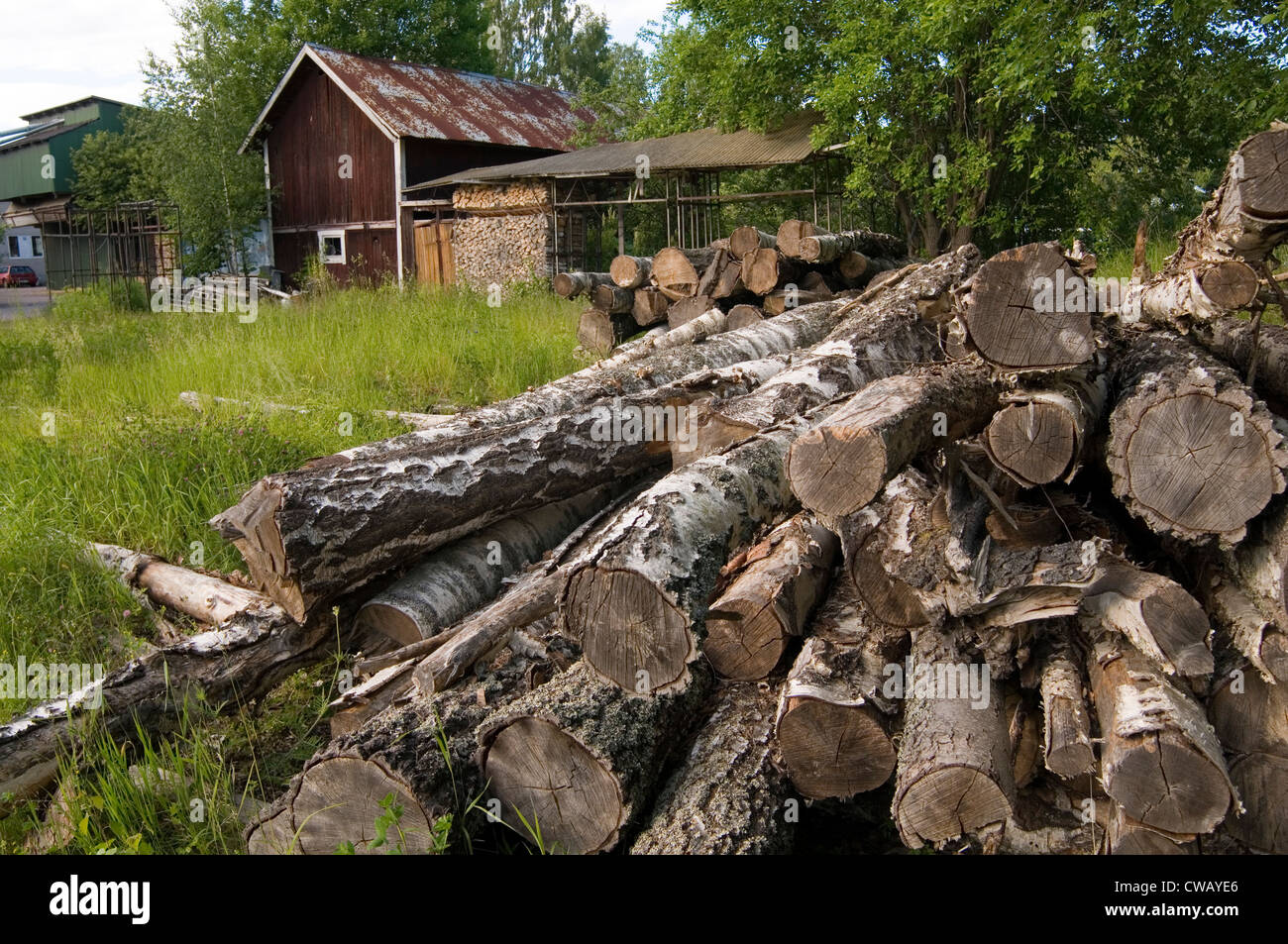 log logs firewood wood fire silver birch tree trees Stock Photo Alamy