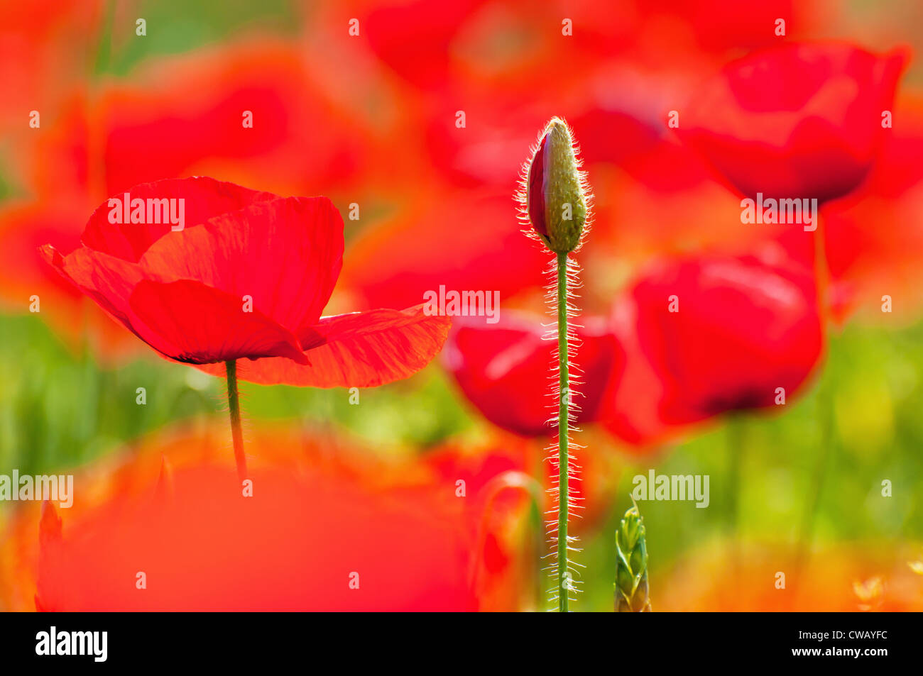 Poppy In Field Wild Flowers Hi Res Stock Photography And Images Alamy