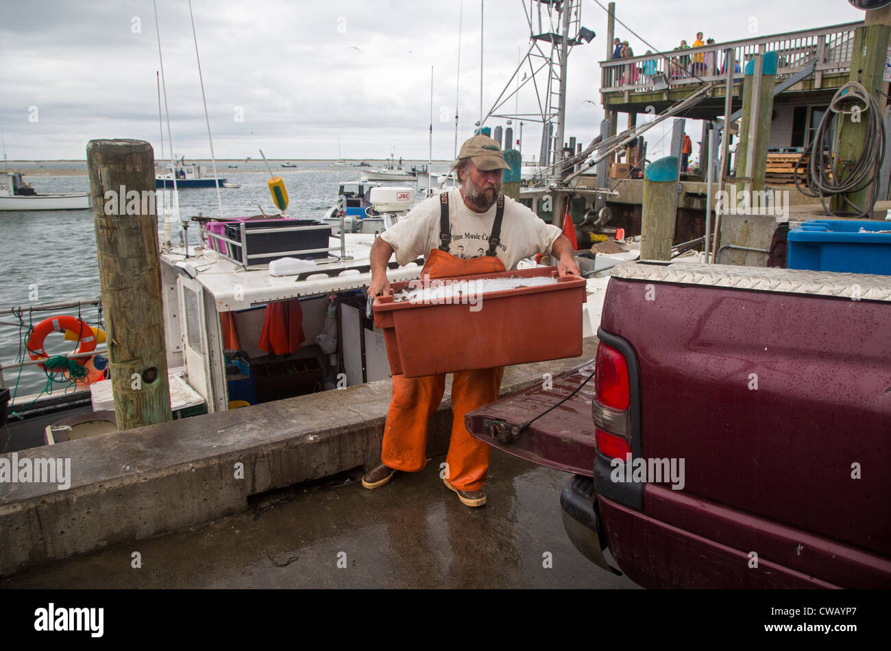 Chatham, Massachusetts Fishermen unload their catch of lobsters at
