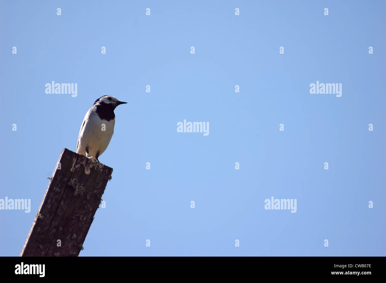 White Wagtail (Motacilla Alba) bird over blue sky background Stock Photo