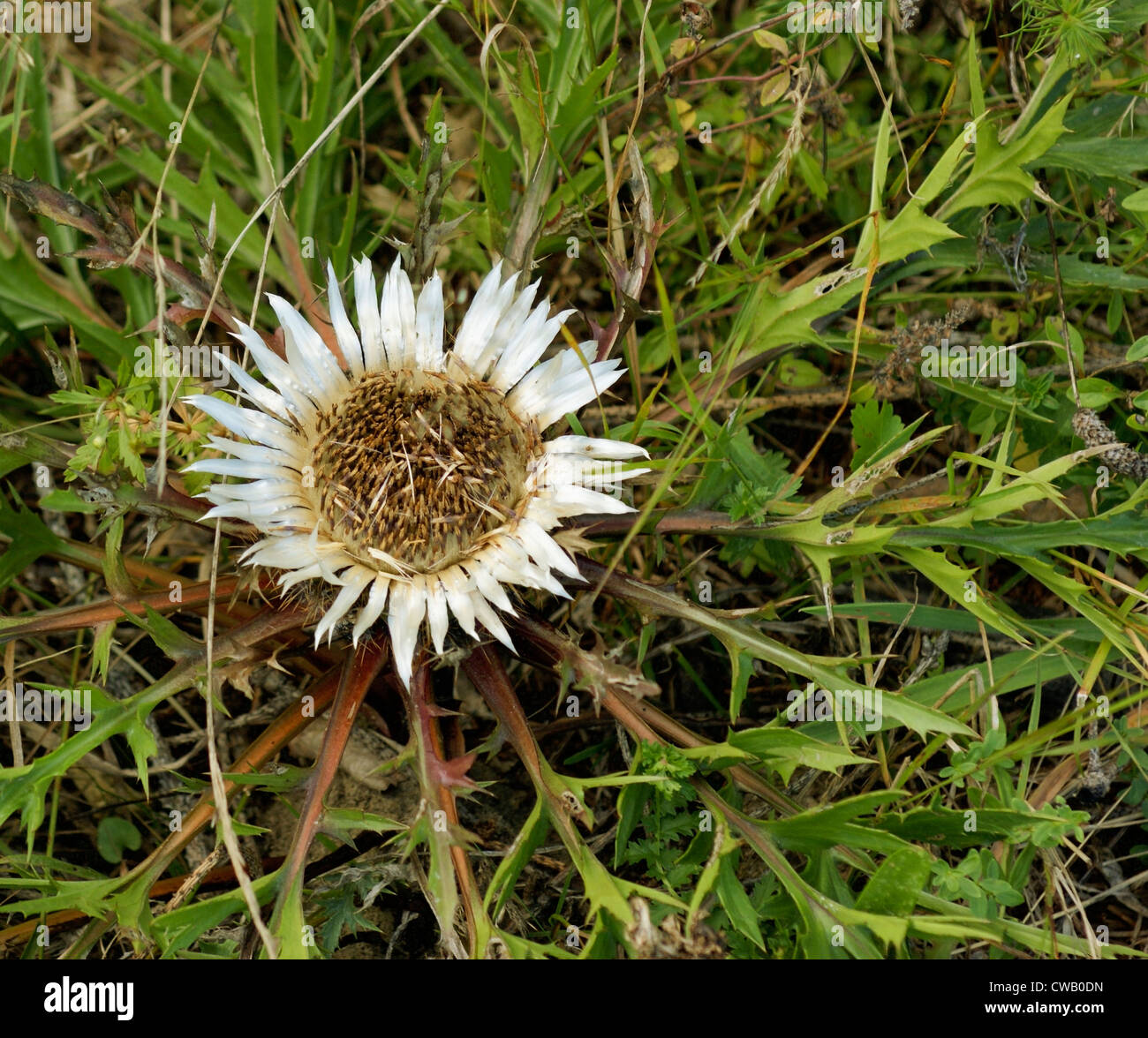 silver Thistle seen from above Stock Photo