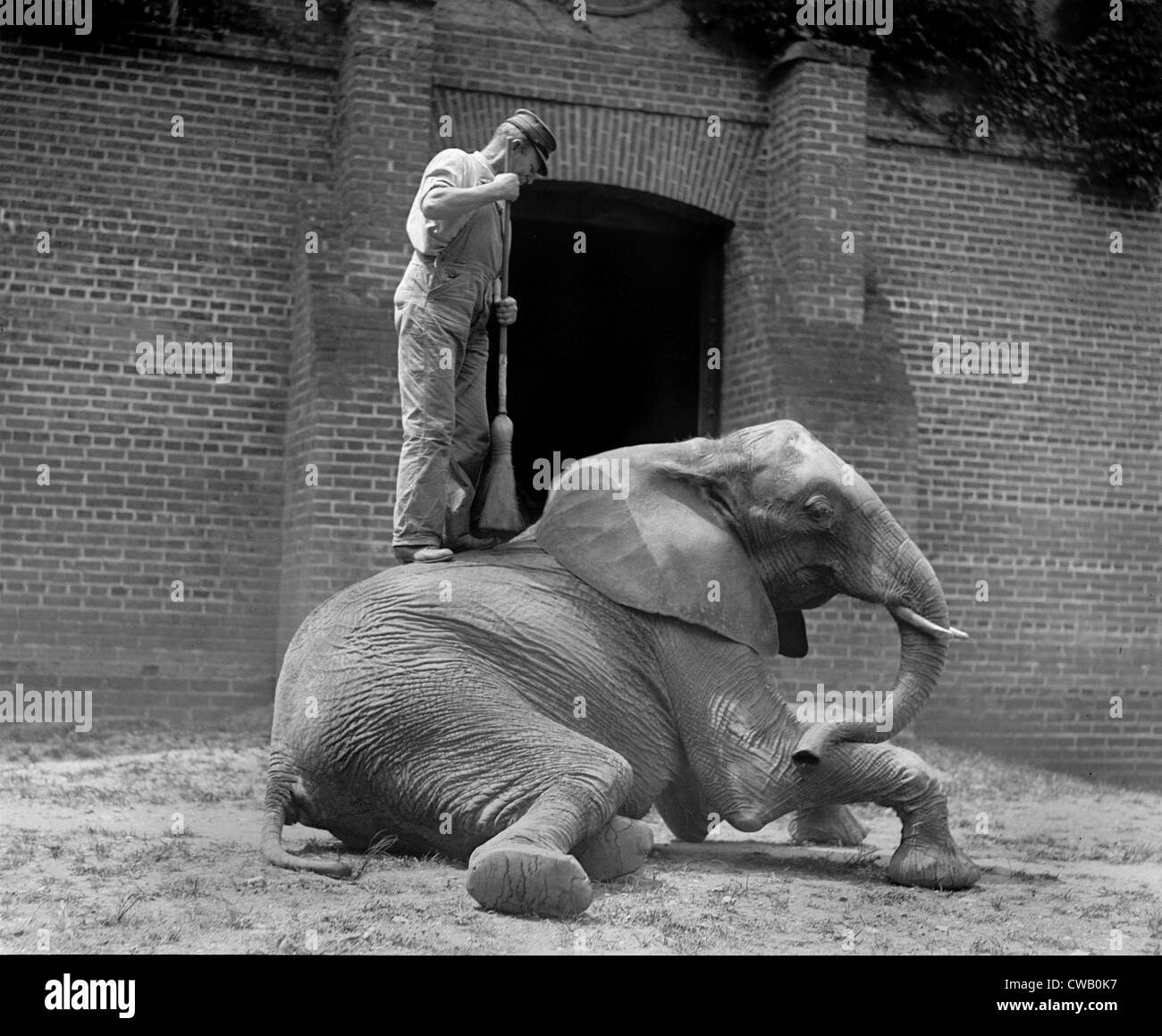 An elephant trainer, and Jumebina the elephant, 1922. Stock Photo