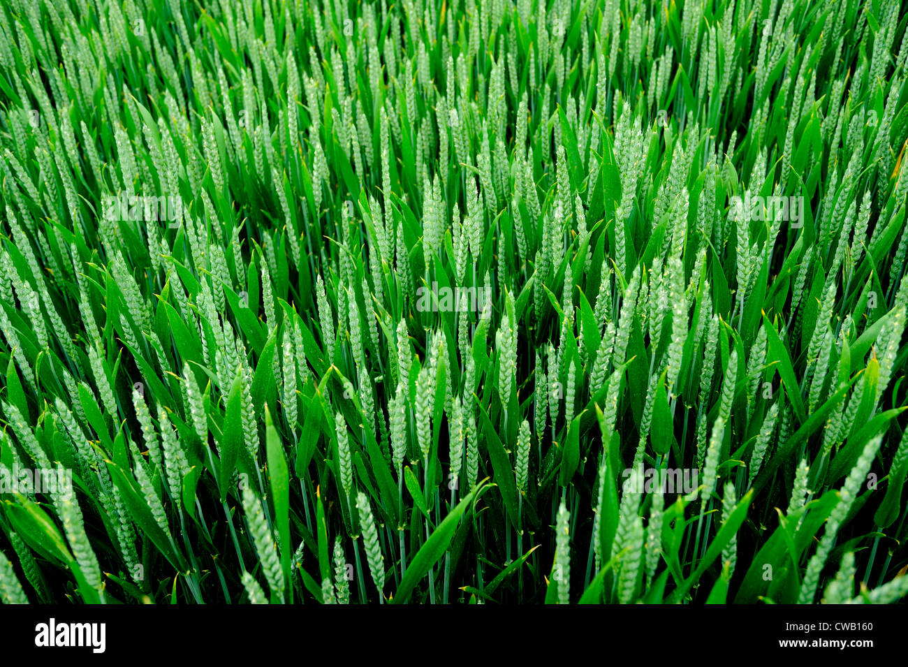 A FIELD OF GREEN WHEAT , OR  WHEATFIELD Stock Photo