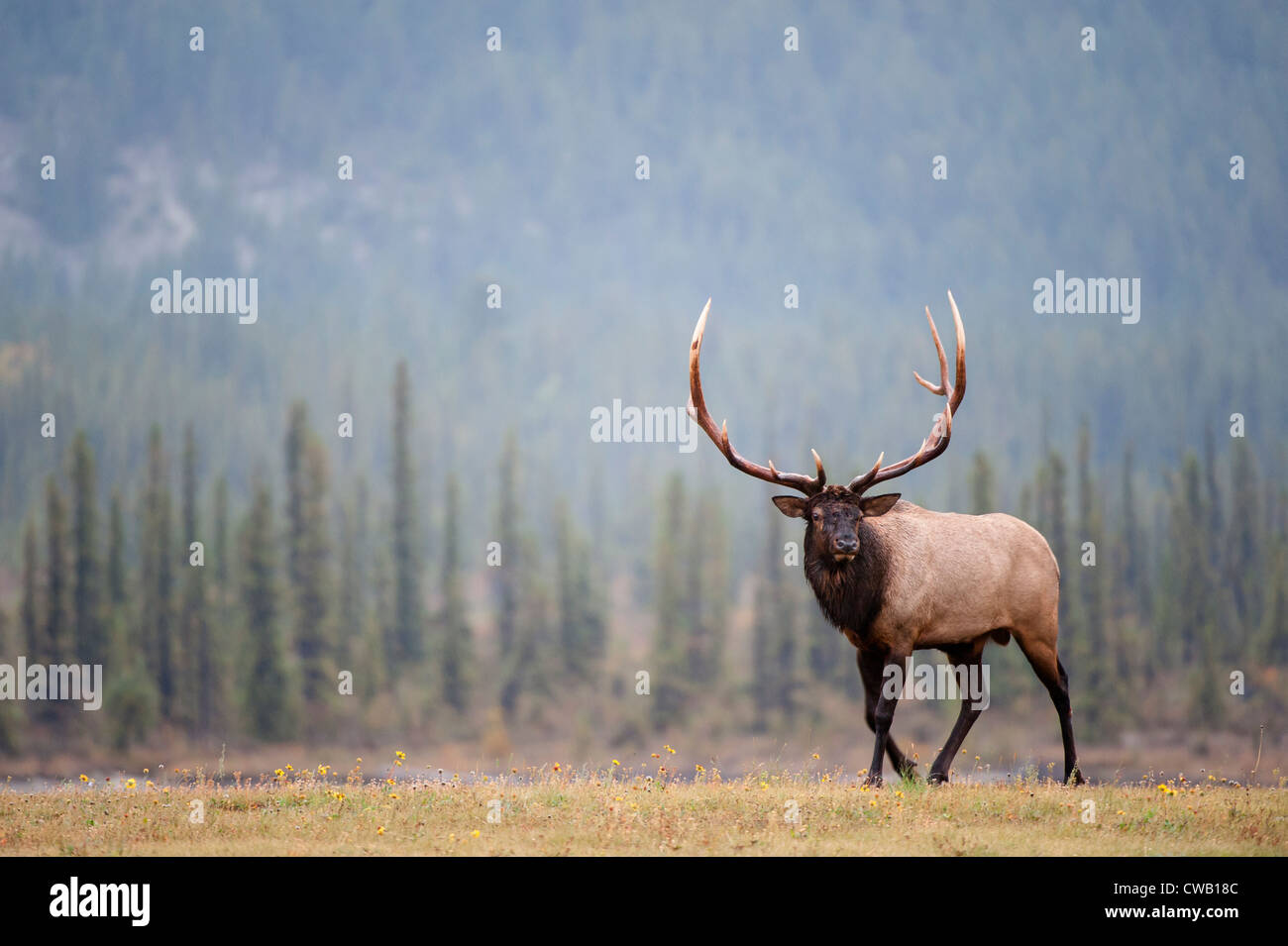 Walking Bull Elk - Cervus elaphus - Northern Rockies Stock Photo